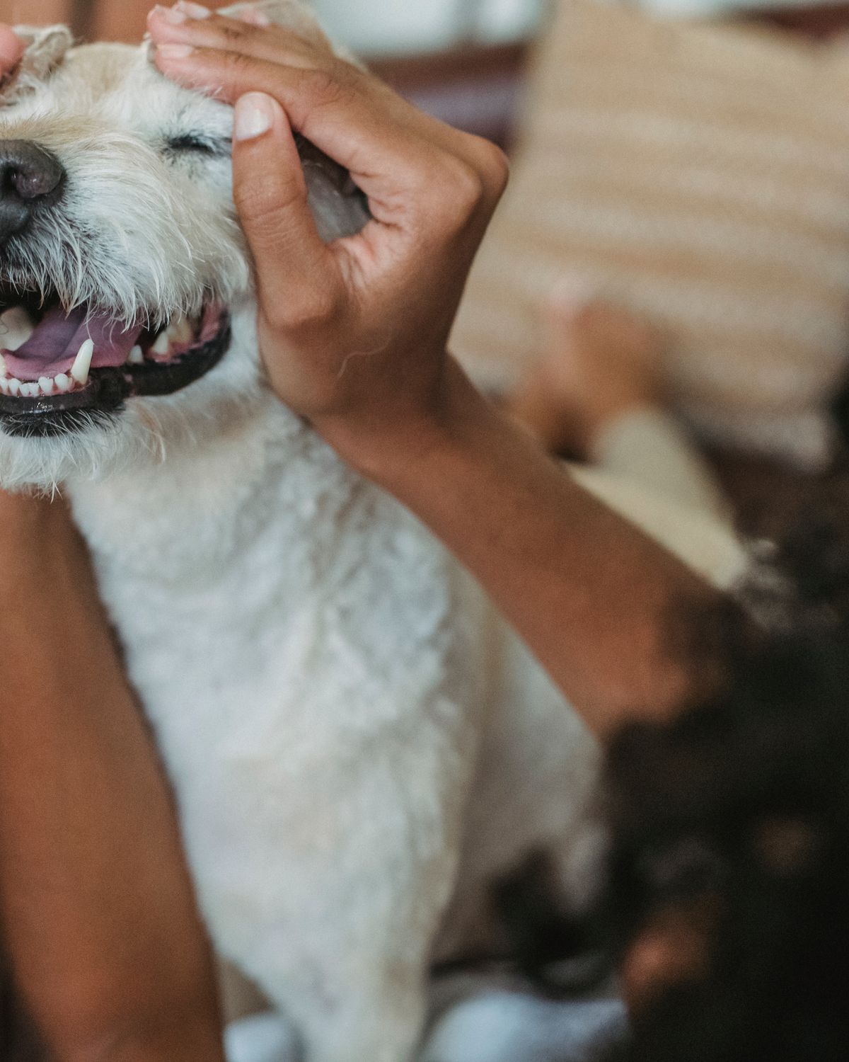 Deux mains tiennent avec tendresse la tête d'un chien aux yeux plissés de bien-être