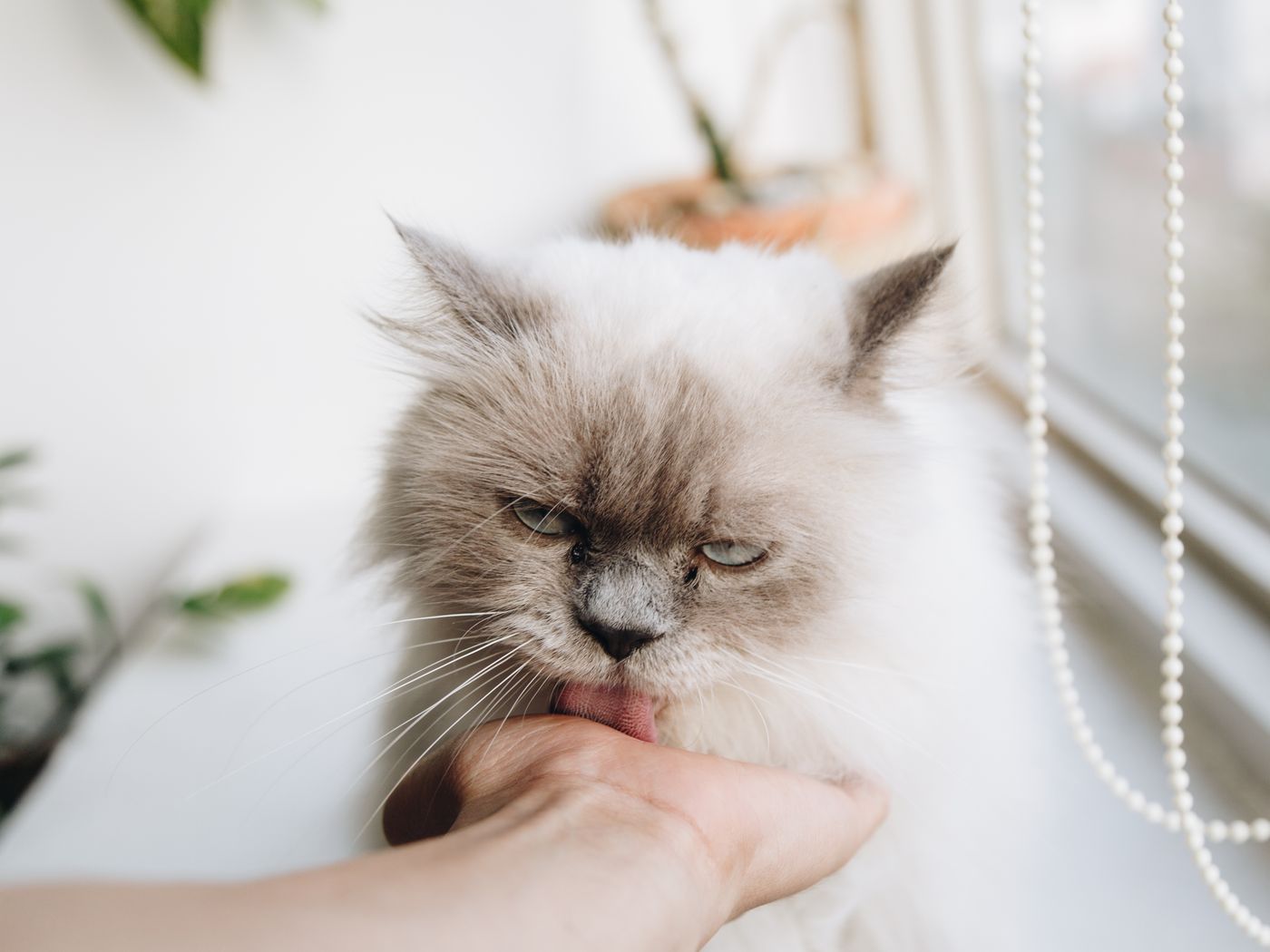 Un chat au poil clair pose son menton dans une main tendue, près d'une fenêtre
