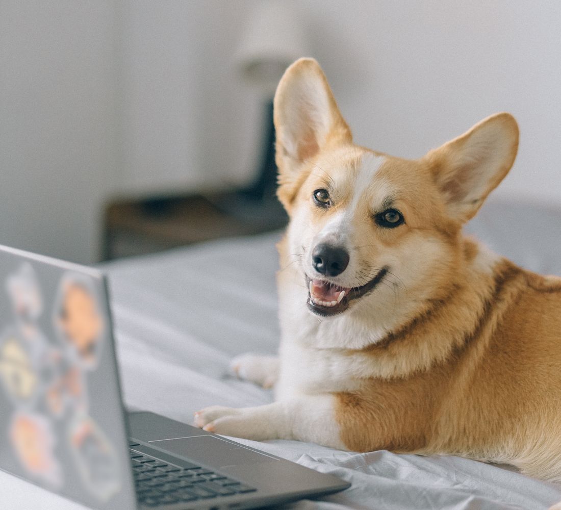 Un chien détendu sur un lit, à côté d'un ordinateur portable ouvert