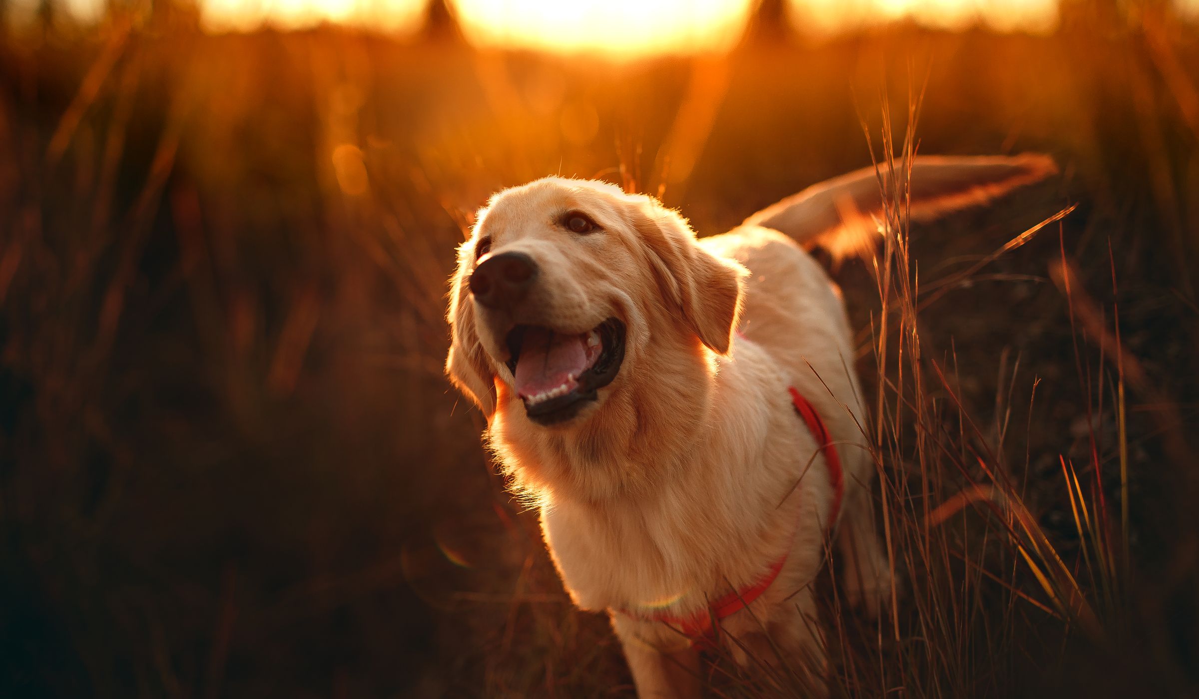 Un golden retriever joyeux dans les herbes hautes, à contre-jour au coucher du soleil