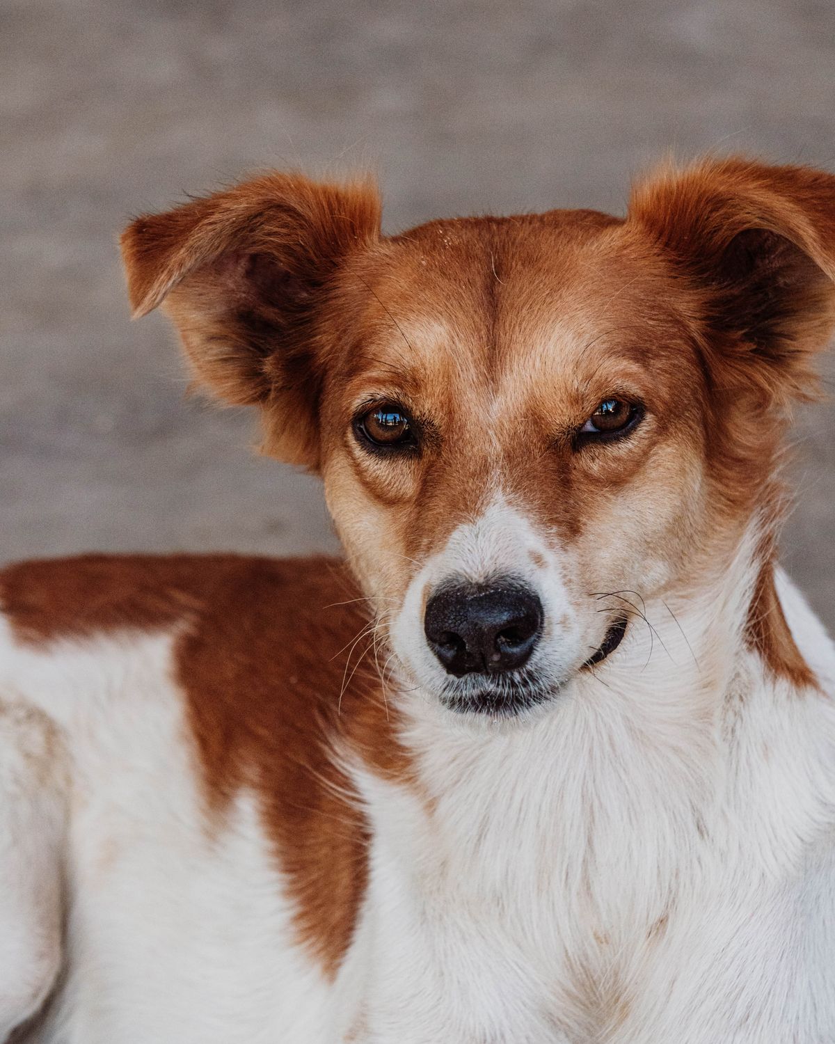 Un chien roux et blanc, oreilles dressées, qui fixe l'objectif avec attention