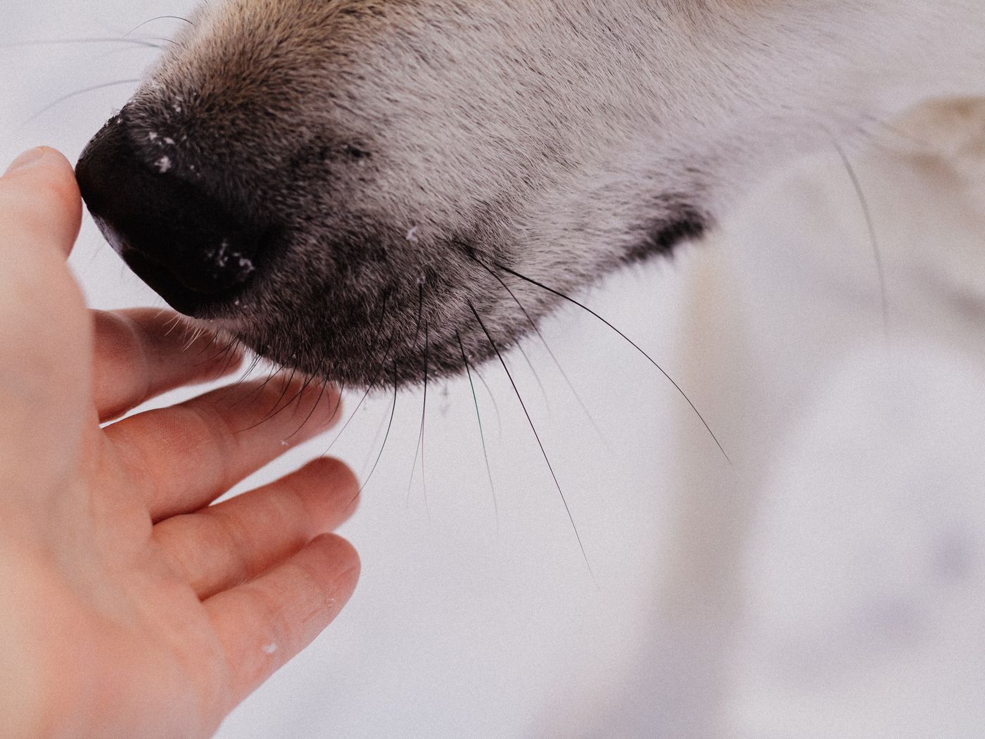 Une main s'approche doucement du museau d'un chien