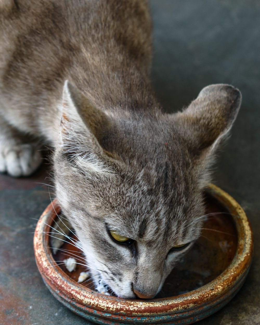 Un chat gris tigré mange dans une gamelle en céramique