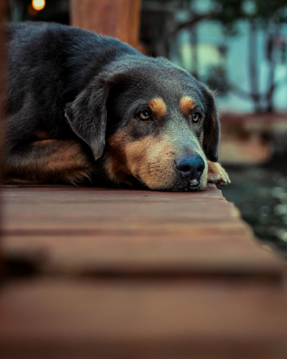 Un chien noir et feu couché, le menton posé sur une planche en bois