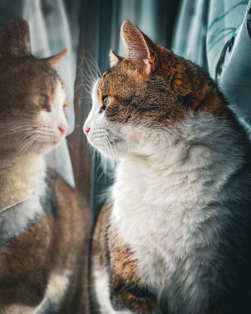 Deux chats assis côte à côte regardent par la fenêtre