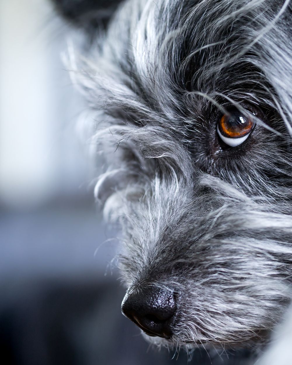 Gros plan sur l'œil d'un chien au poil gris et blanc
